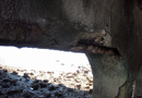 Effects of corrosion on unprotected steel reinforcement